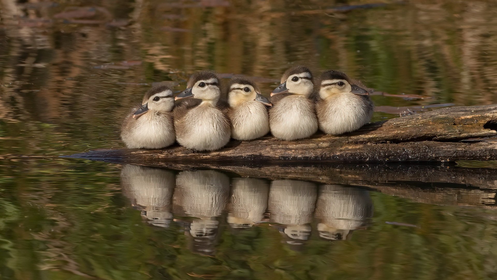 Leyu Sport登录入口-勒沃库森传控节奏把握日益成熟，勒沃库森比赛视频聚胜顽球汇