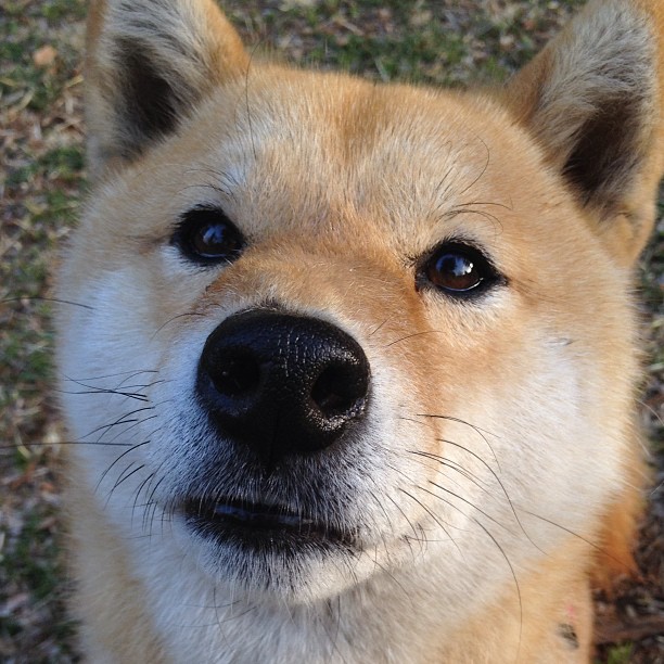 女子200自德国女将表现亮眼，德国女选手