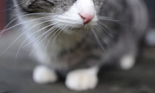 青年联赛转播上星未来之星崭露头角，2021未来之星上海青少年国际标准舞公开赛