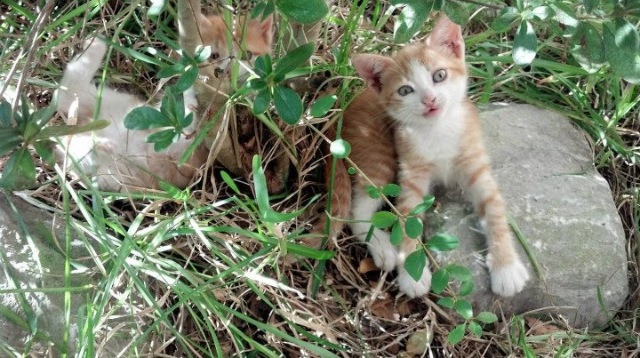 中国足球国家队持续优化多套阵型体系适应计划，中国足球国家队规划