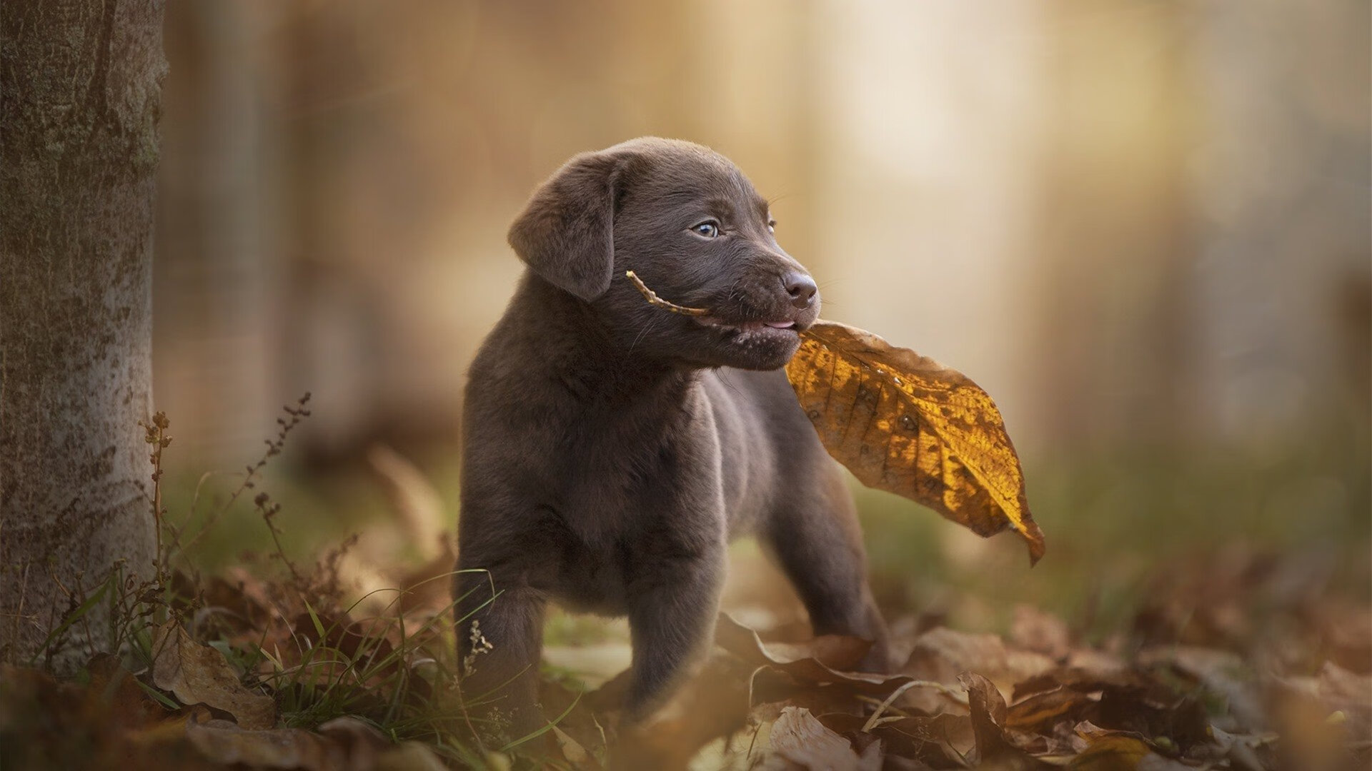 中国足球国家队持续优化多套阵型体系适应计划，中国足球国家队规划