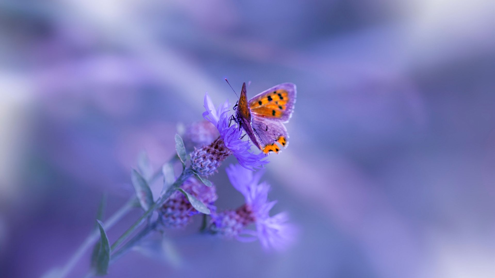 公牛新季出征仪式正式举行全队誓言全力以赴，公牛新援发布会