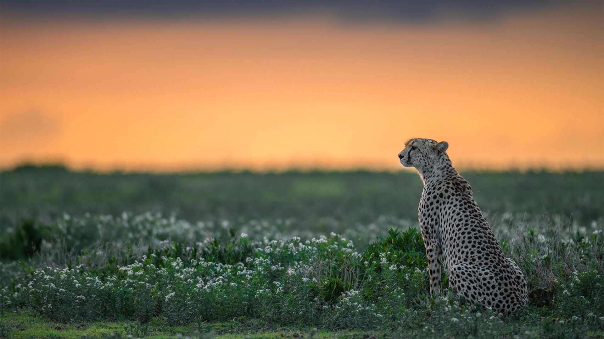 南非橄榄球商业化运作逐步走向成熟,市场前景广阔,南非 橄榄球