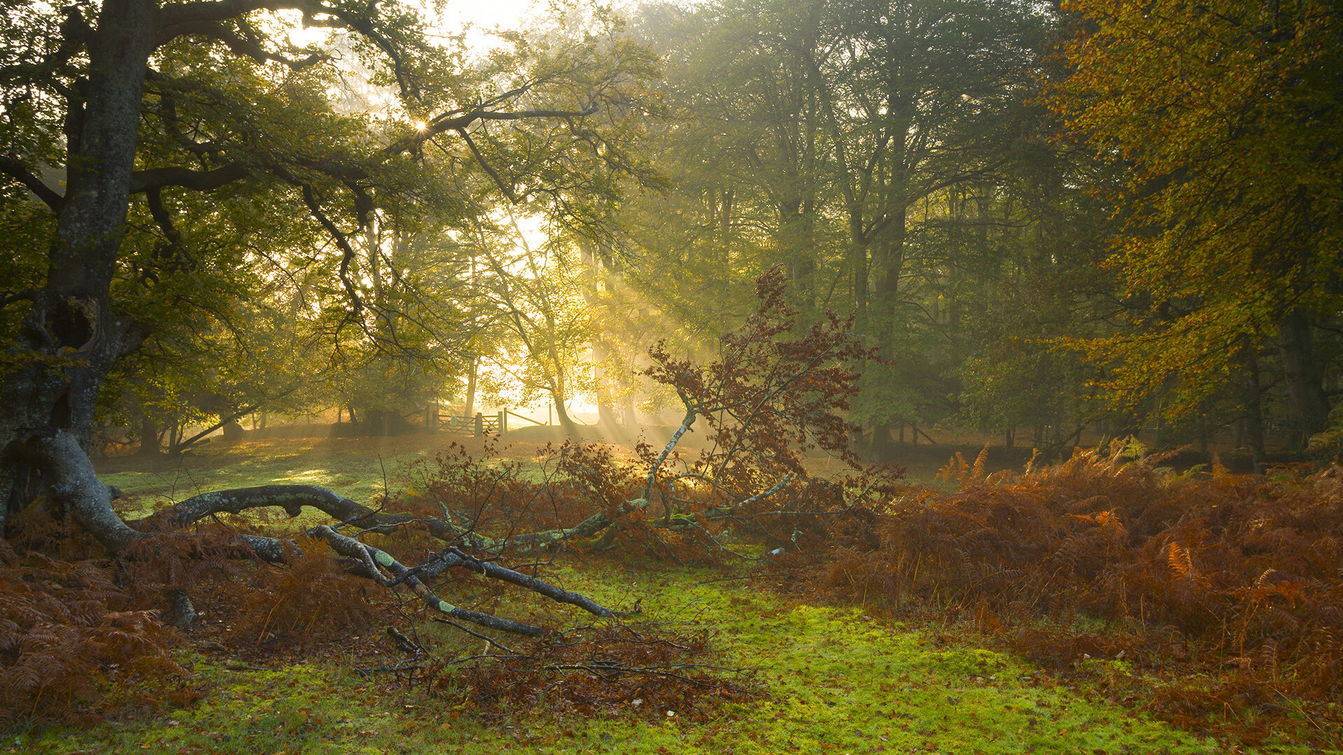知名企业持续赞助女足赛事激励女性参与足球，女足公司
