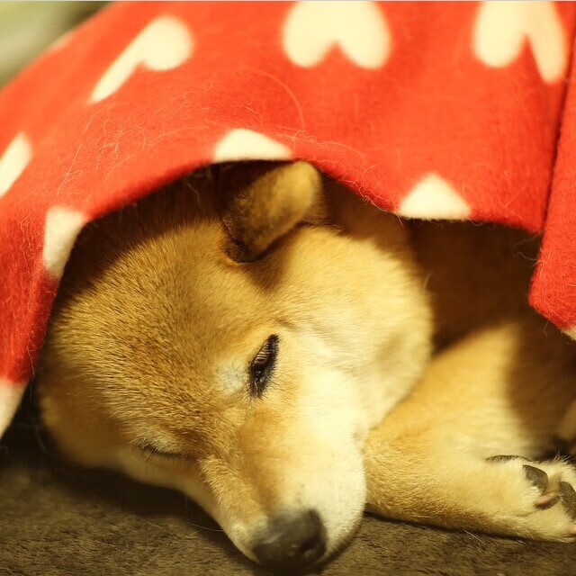 篮球进军短视频平台加速内容传播与品牌年轻化转型，篮球短视频制作