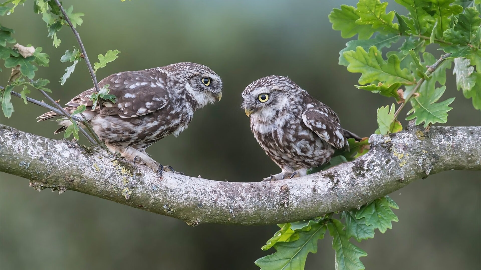 联赛工资帽争议再起，财政公平成为谈判焦点，2020-2021赛季工资帽