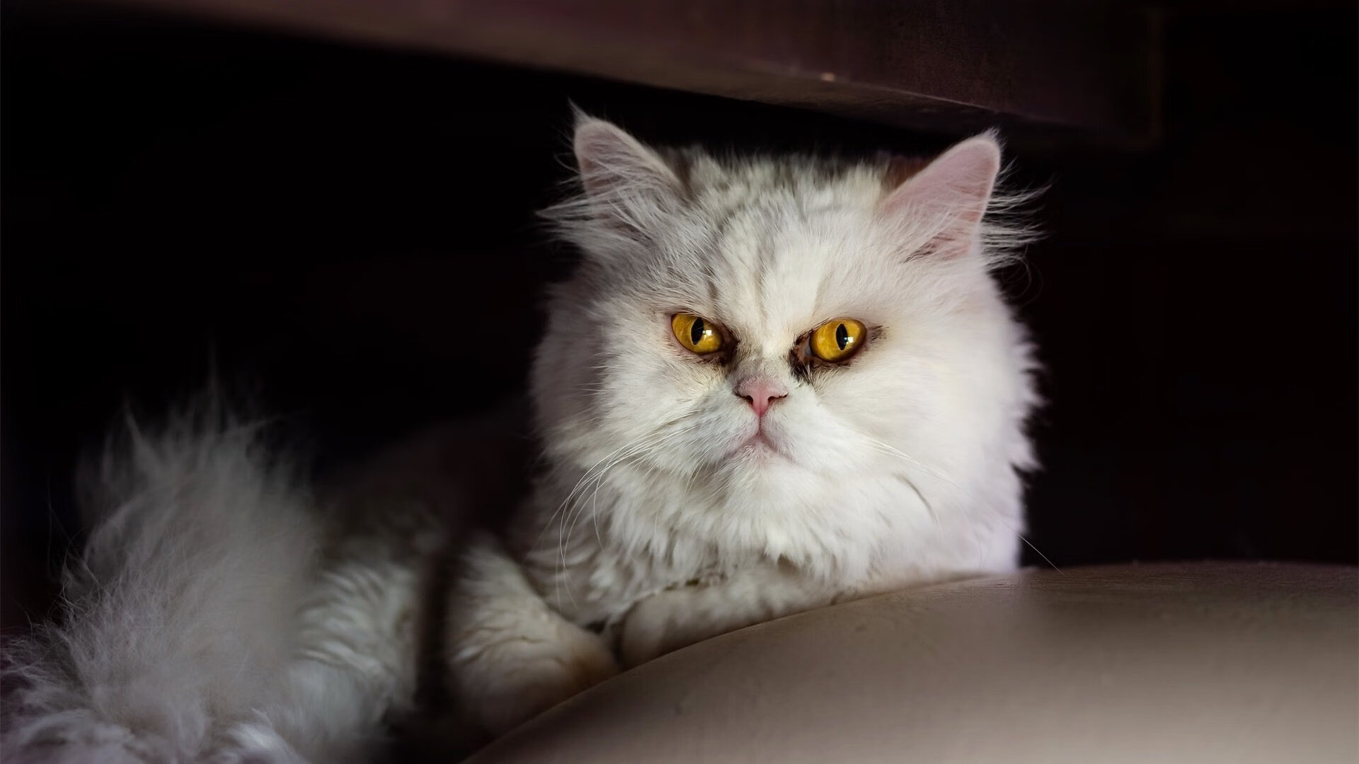 霍特·巴雷特：全黑队的大脑，指挥进攻无可挑剔，霍巴特的历史