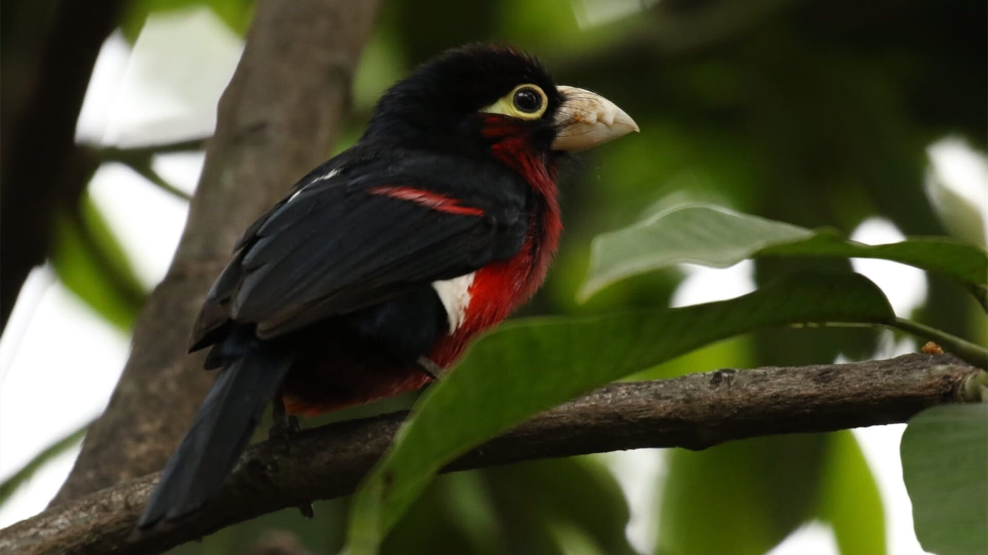 中国篮球裁判专业化发展背景下的政策保障路径，我国篮球裁判的发展历程